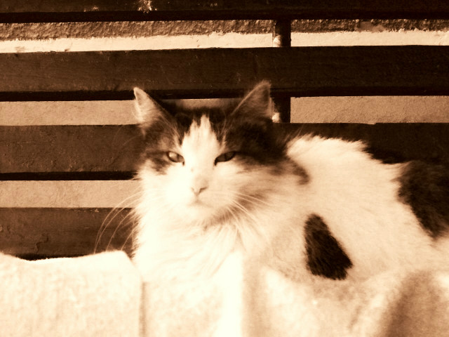 atka