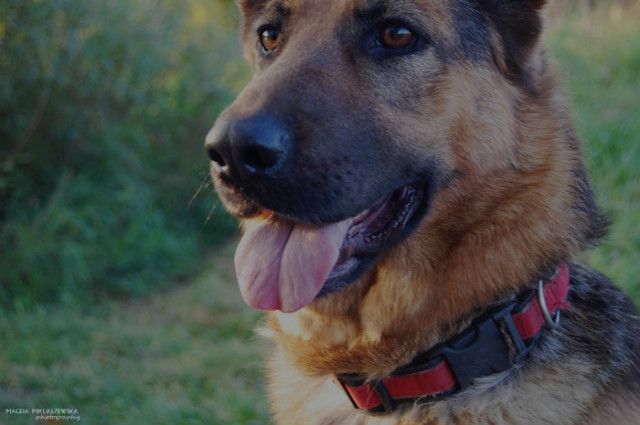 Wpis shepherddogs