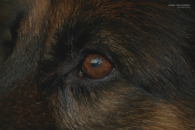 Wpis shepherddogs