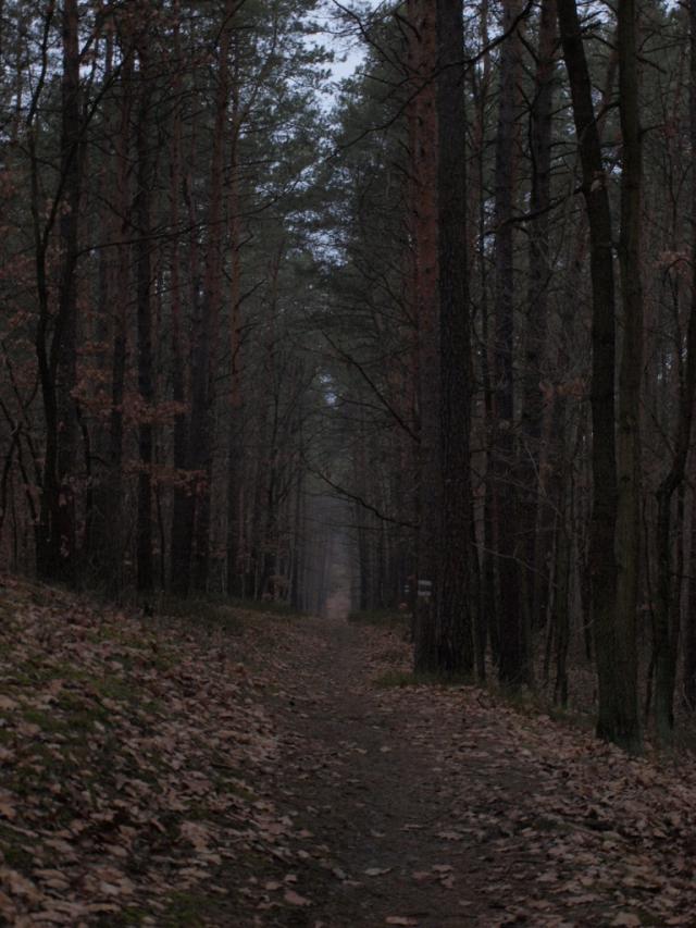 wdrowiec 
