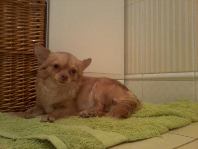 Daisy