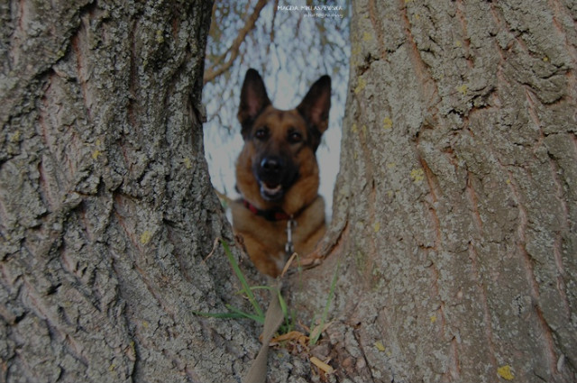 Wpis shepherddogs