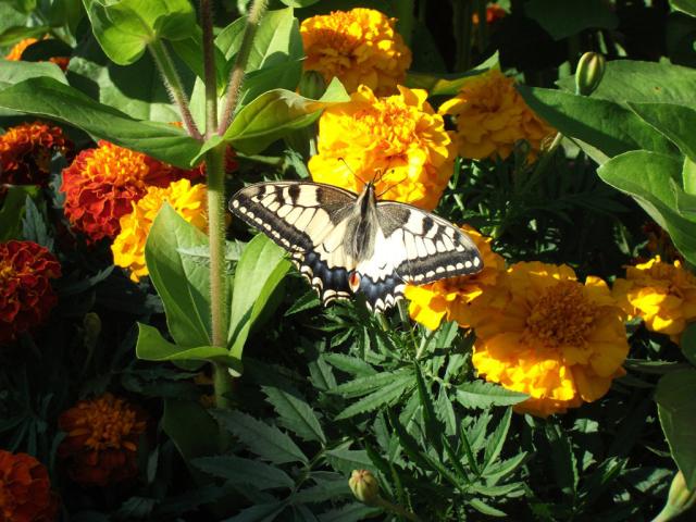 Motyl