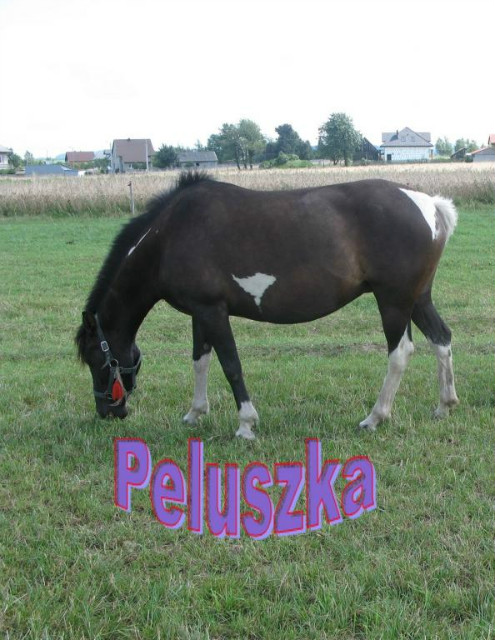 Pelusia :*