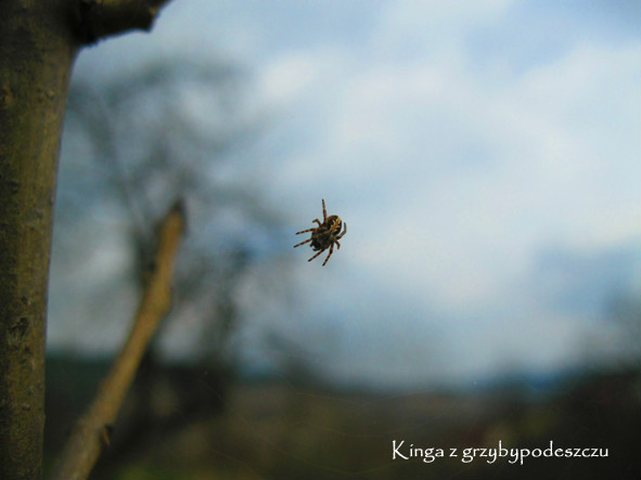 Pajczek.