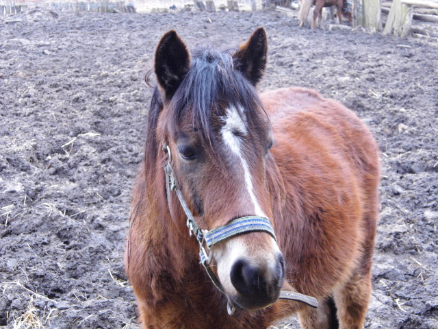 Maa Irlandia 