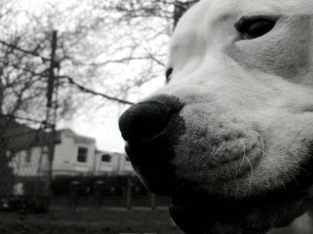 Smartie
