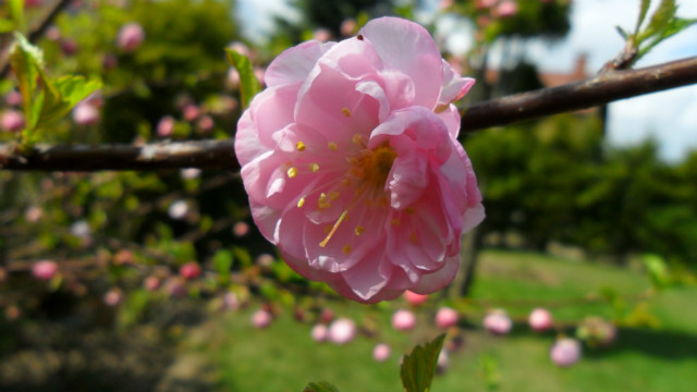 Spring