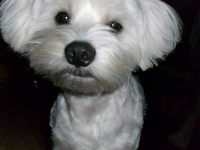 Tofideusz. 