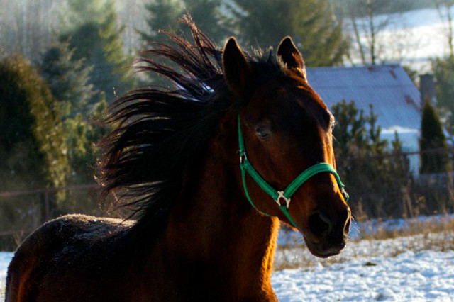 Wpis horsewomanroxy