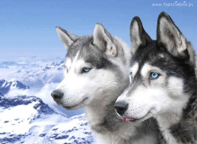 PIESKI HUSKY ;)