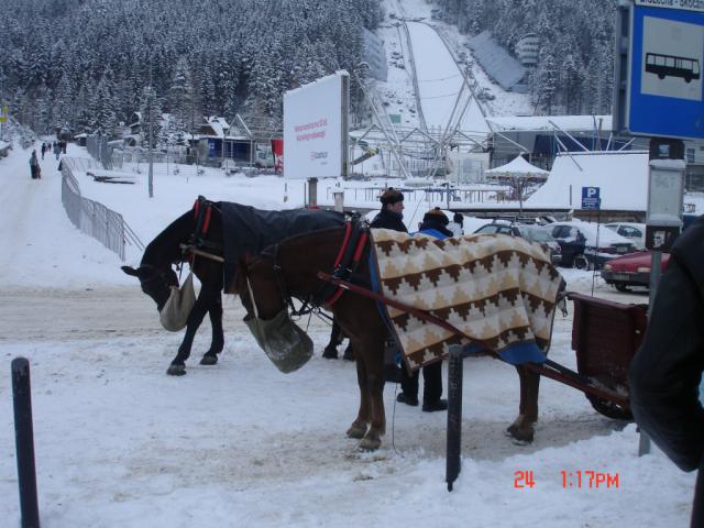 konie z gr!