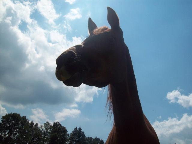 Wiking