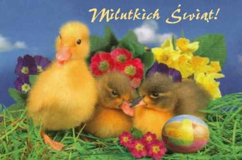 Wesoych Swit !  :)