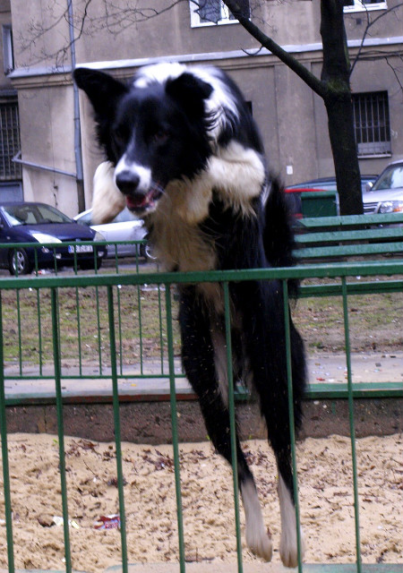 :)) Shiro 