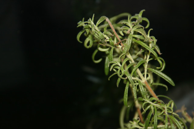 Wpis lavenderi