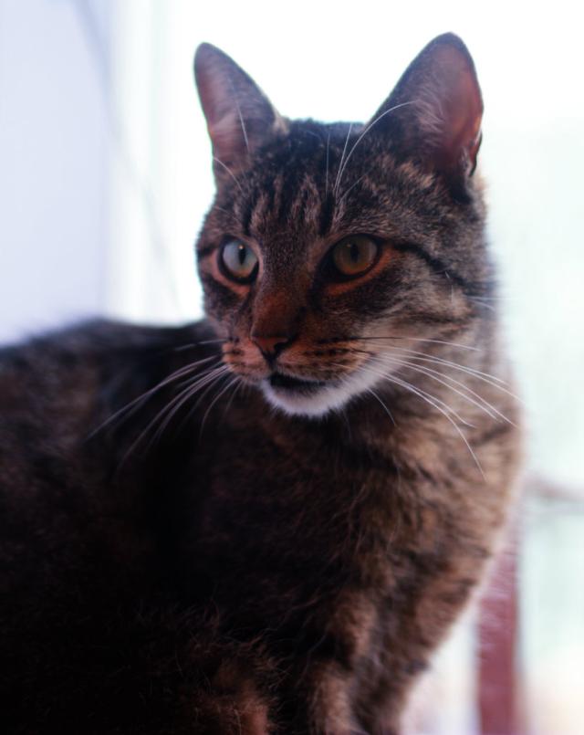 Kocur