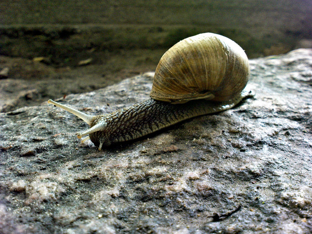 Wpis annamariacieplinska