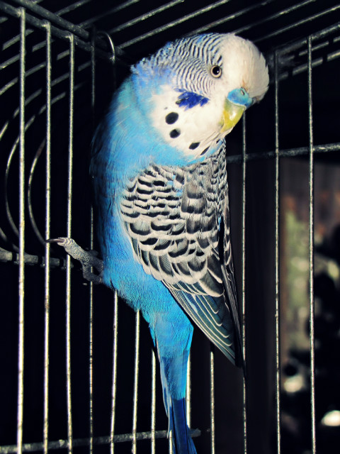 witeczne (?!) ;3
