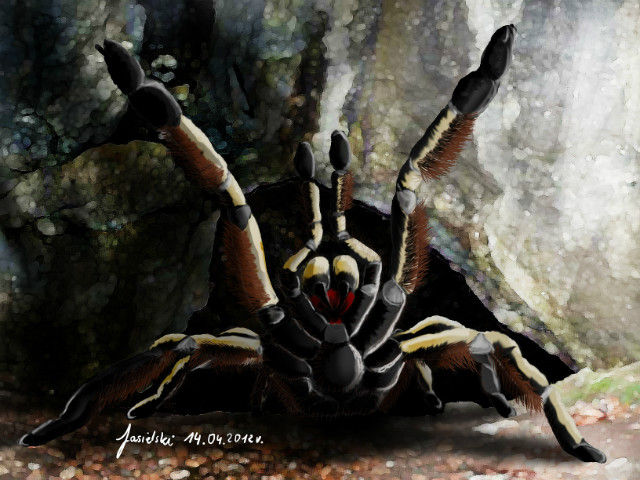Ceratogyrus marshalli