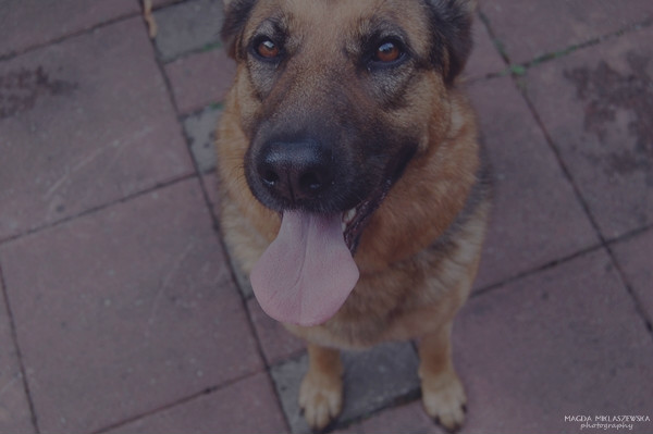 Wpis shepherddogs