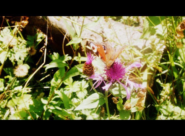 floooooooooower