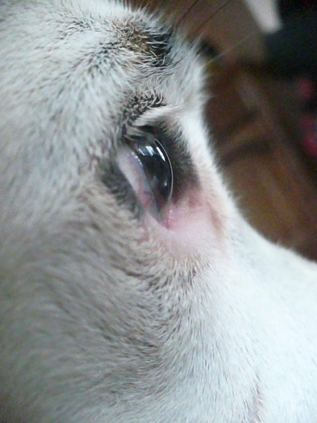 nieka