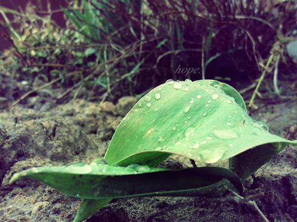 Green.