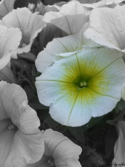 ph.by Wika