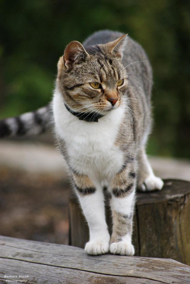 The cat