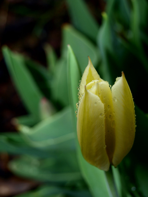 Yellow in Rain