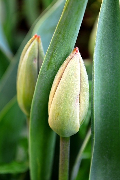 wiosennie 