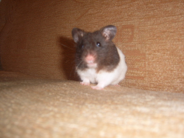 Goofie ;D