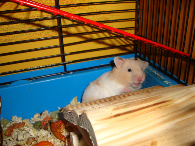 chomik.