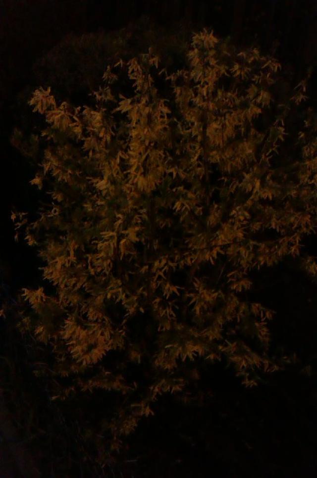 Oto forsycja noc