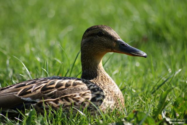 The duck