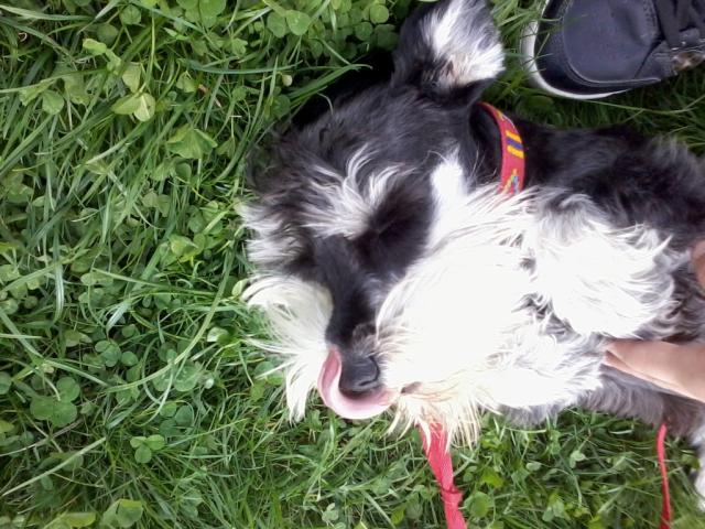 Malina :**