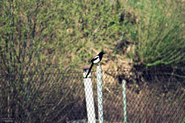 The magpie
