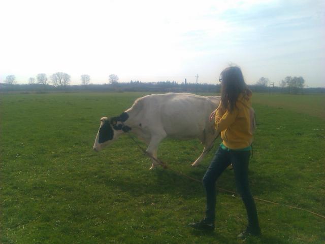 krowy doic ; D 
