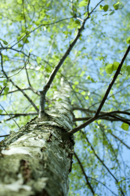 brich-tree