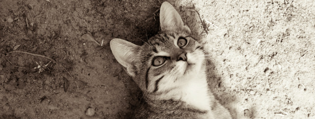 Kocia gowa