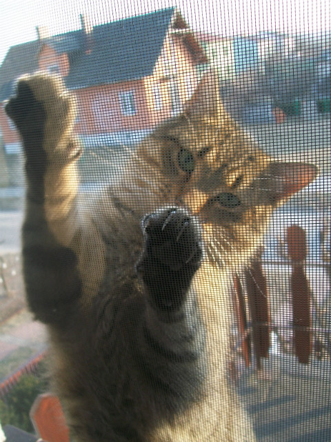 KityKat