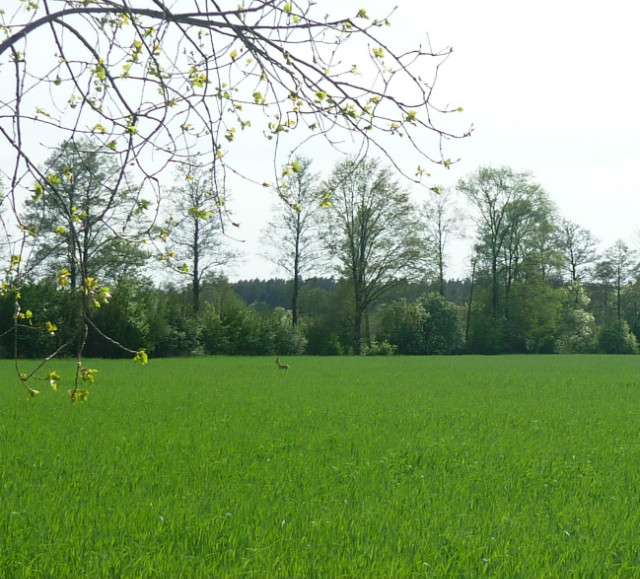 Sarna 29.04.2012