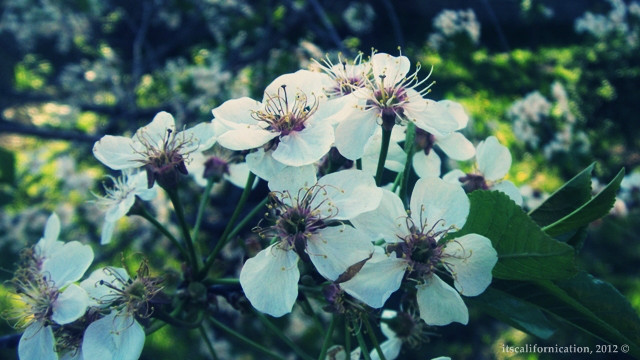 spring.