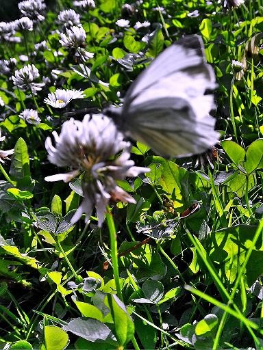 Larwa~Poczwarka~Motyl...
