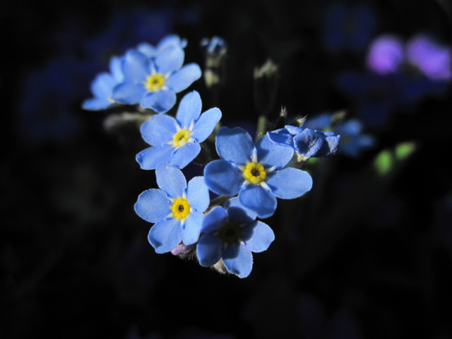 Forget-me-not