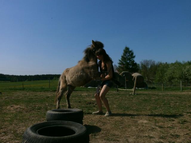 Wpis foresthorse