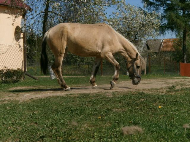 Wpis foresthorse