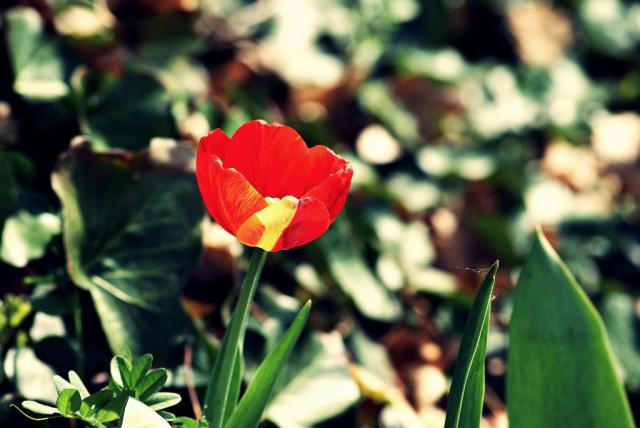 The flower