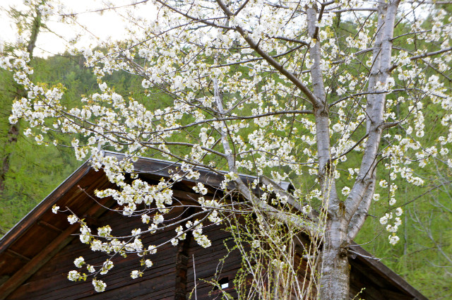spring 
